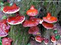 Polyporus tsugae 